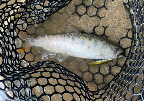 ヤマメの釣果