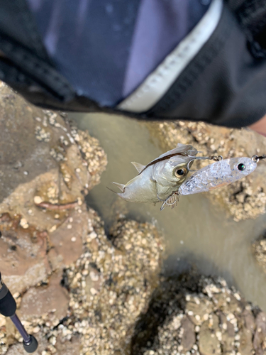 セイゴ（ヒラスズキ）の釣果