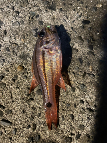 クロホシイシモチの釣果