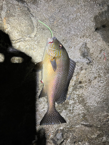 コロダイの釣果