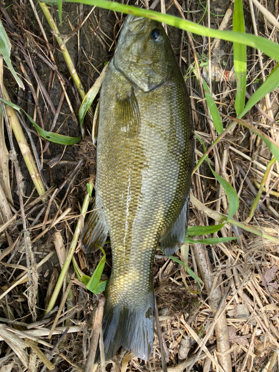 スモールマウスバス