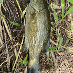 スモールマウスバス