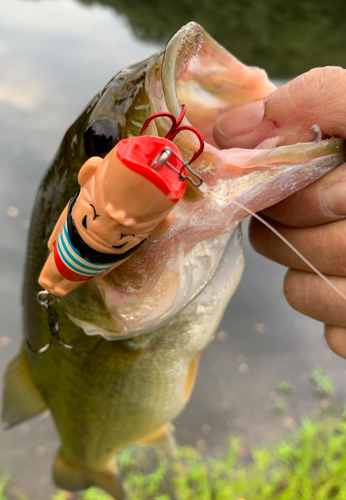 ラージマウスバスの釣果