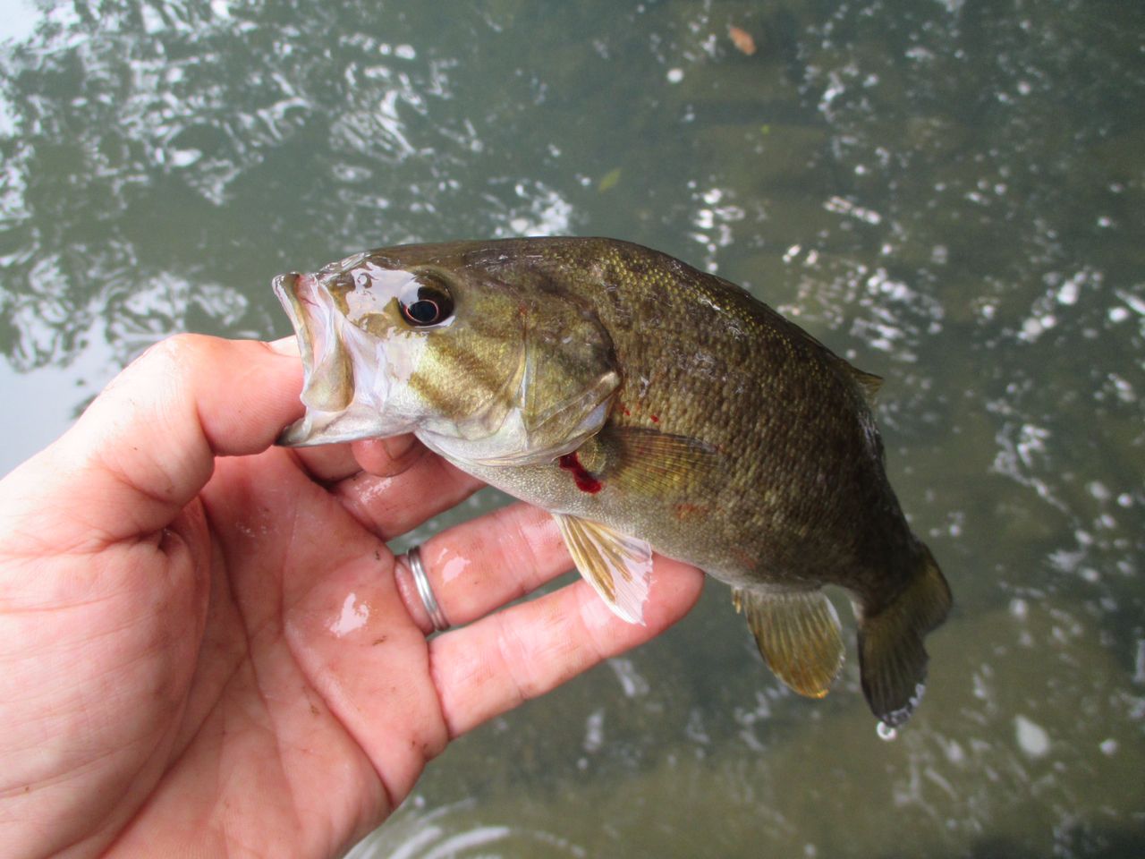 スモールマウスバス