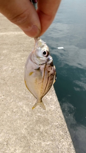 ヒイラギの釣果