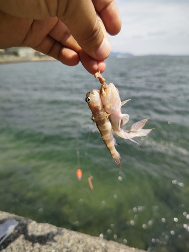 トラハゼの釣果