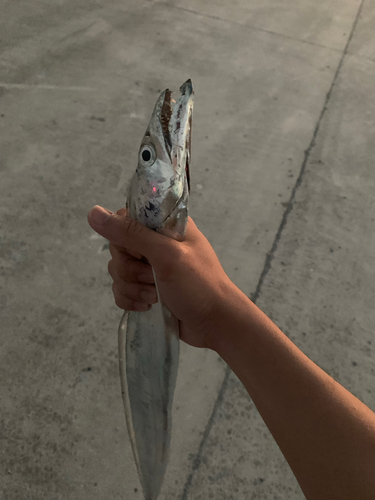 タチウオの釣果