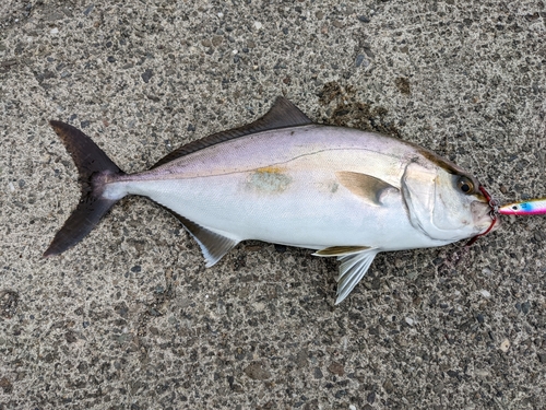 シオの釣果