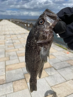 クロソイの釣果