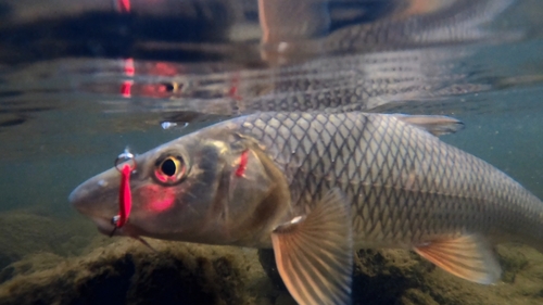 ニゴイの釣果