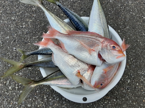 レンコダイの釣果