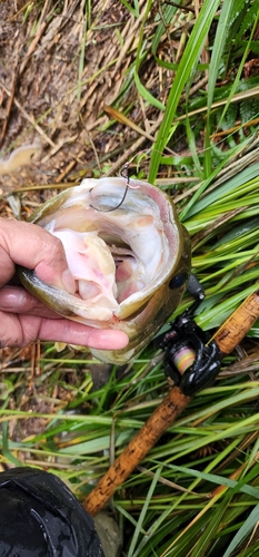 ラージマウスバスの釣果