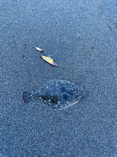 ソゲの釣果