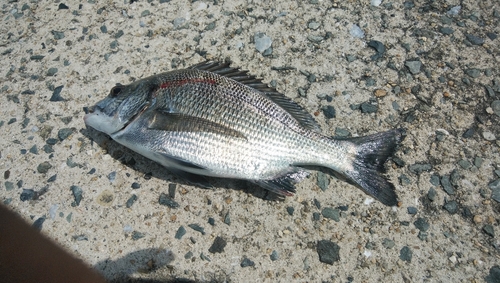 メイタの釣果