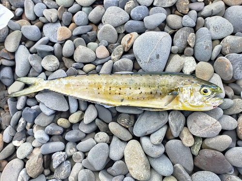 シイラの釣果