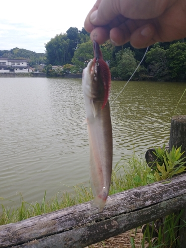 ナマズの釣果