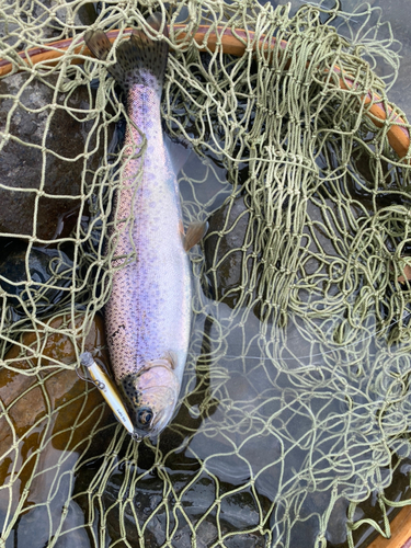 ニジマスの釣果