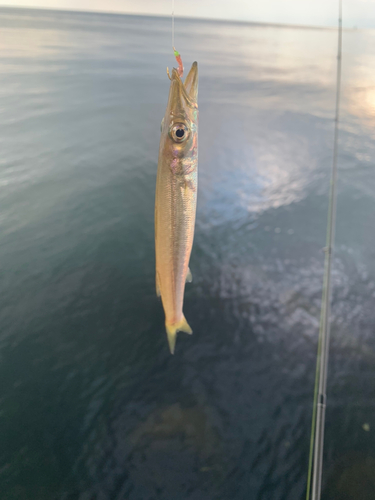 カマスの釣果