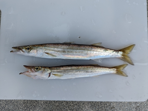 カマスの釣果