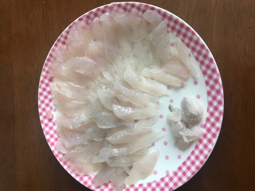 ヒラメの釣果