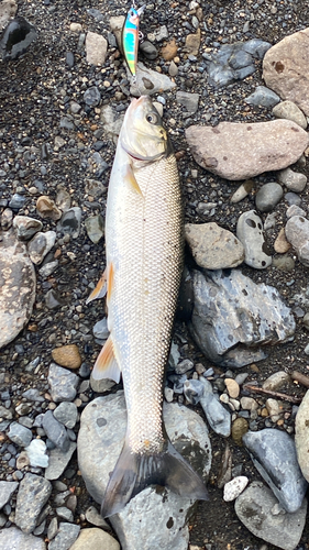 ウグイの釣果