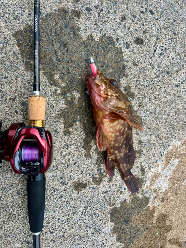 カサゴの釣果