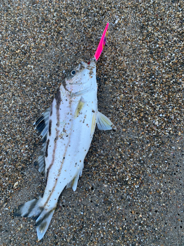 コトヒキの釣果