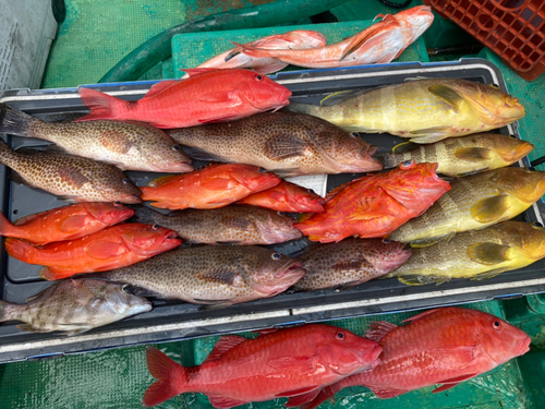 オオモンハタの釣果