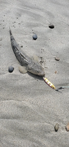 マゴチの釣果