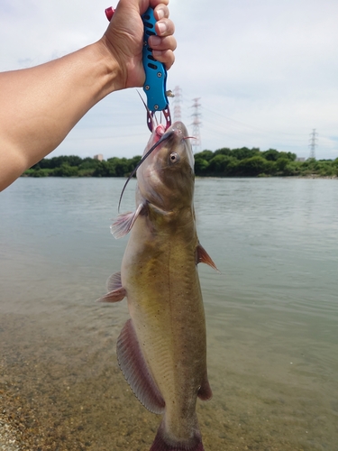 アメリカナマズの釣果