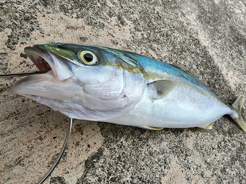 ツバスの釣果