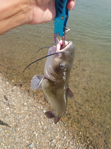 アメリカナマズの釣果