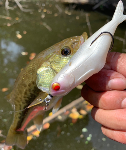 ラージマウスバスの釣果