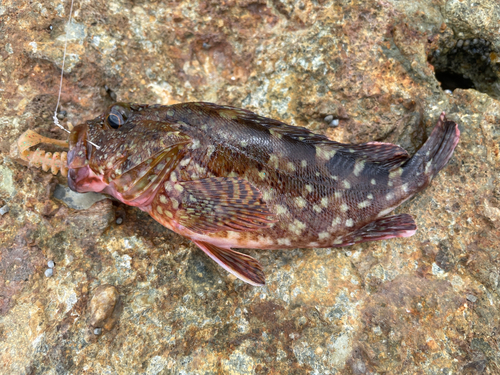 カサゴの釣果