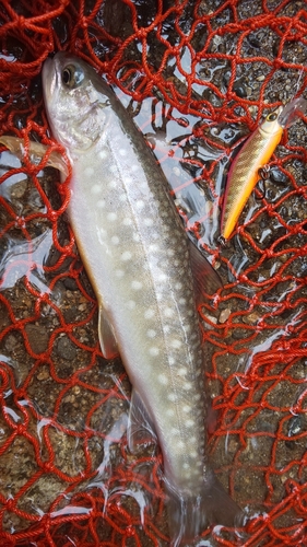 エゾイワナの釣果