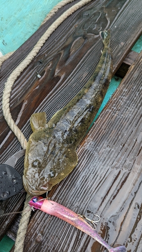 マゴチの釣果