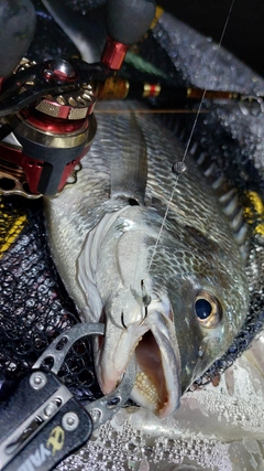 キビレの釣果