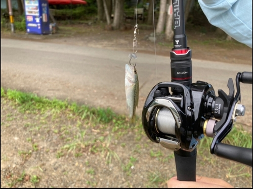 ブラックバスの釣果