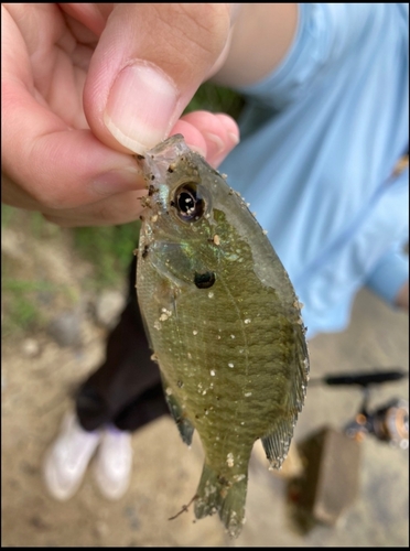 ブルーギルの釣果