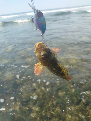 イソゴンベの釣果