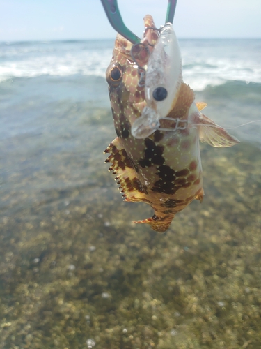 イシミーバイの釣果