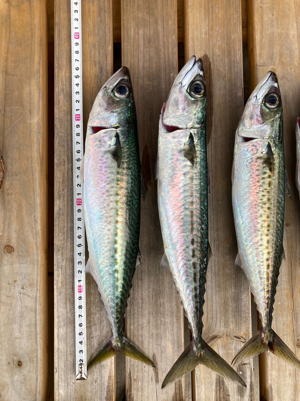 またろうsupさんの釣果 3枚目の画像