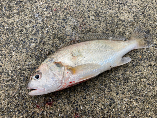 イシモチの釣果