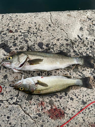 シーバスの釣果