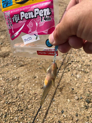 ハゼの釣果