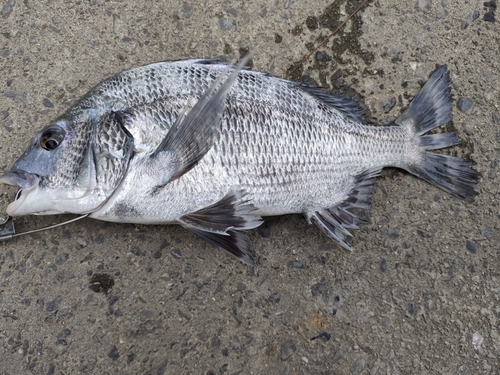 クロダイの釣果