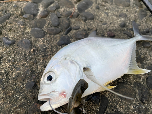 メッキの釣果