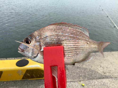 チャリコの釣果