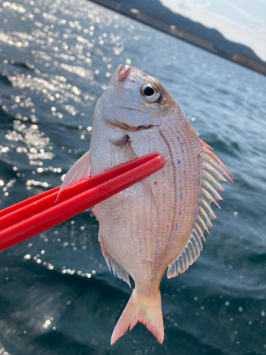 チャリコの釣果