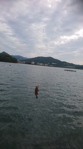 オオモンハタの釣果